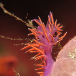 Nudibranches Eolidiens