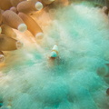 Hamopontonia corallicola Indonésie Lembeh 15072015-2
