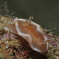 Glossodoris rufomarginata Philippines Anilao 21012019-2