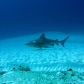 Carcharhinus leucas_Mexique_Playa Del Carmen_19012015.jpg
