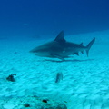 Carcharhinus leucas_Mexique_Playa Del Carmen_19012015-2.jpg