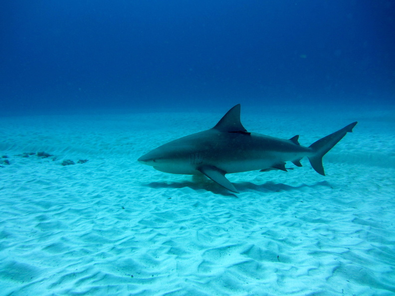 Carcharhinus leucas_Mexique_Playa Del Carmen_19012015-3.jpg