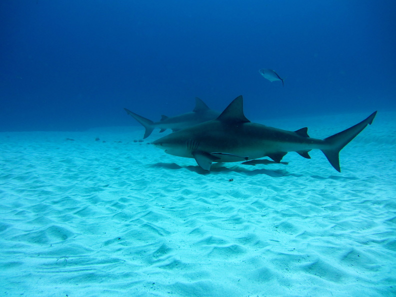 Carcharhinus leucas_Mexique_Playa Del Carmen_19012015-6.jpg