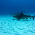 Carcharhinus leucas_Mexique_Playa Del Carmen_19012015-6.jpg