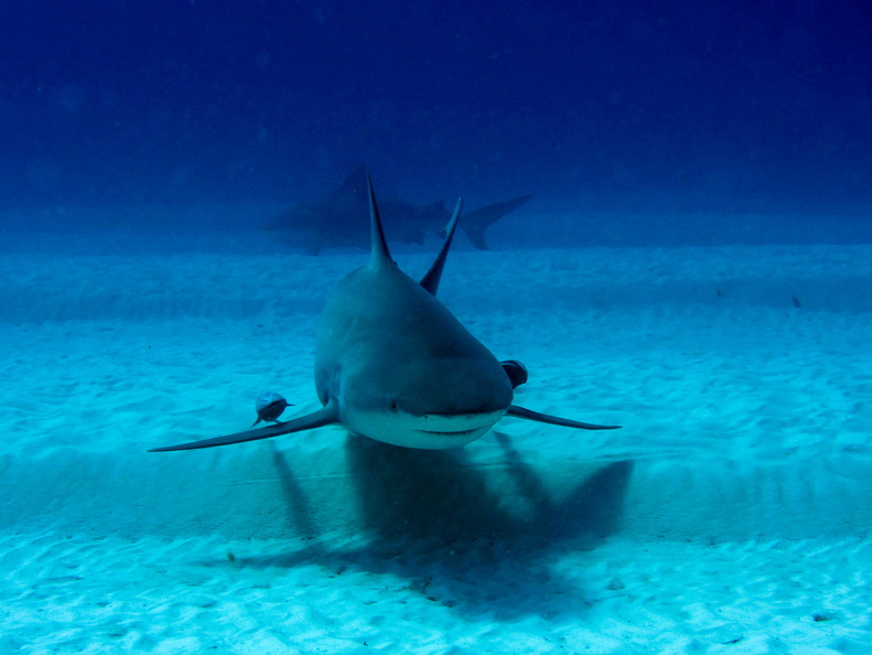 Carcharhinus leucas_Mexique_Playa Del Carmen_19012015-8.jpg