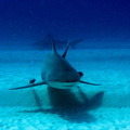 Carcharhinus leucas_Mexique_Playa Del Carmen_19012015-8.jpg