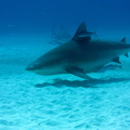 Carcharhinus leucas Mexique Playa Del Carmen 19012015-9