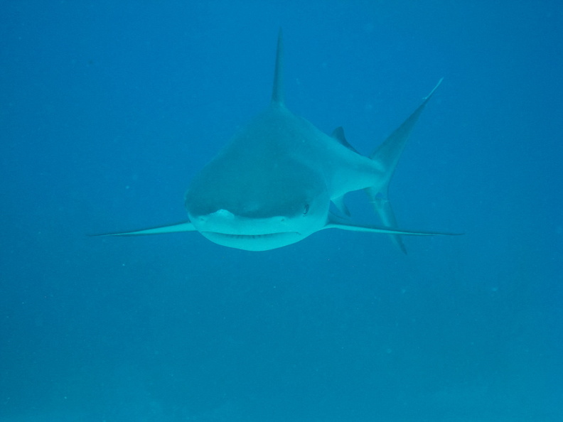 Carcharhinus perezi Bahamas Freeport 17072011