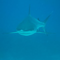 Carcharhinus perezi Bahamas Freeport 17072011