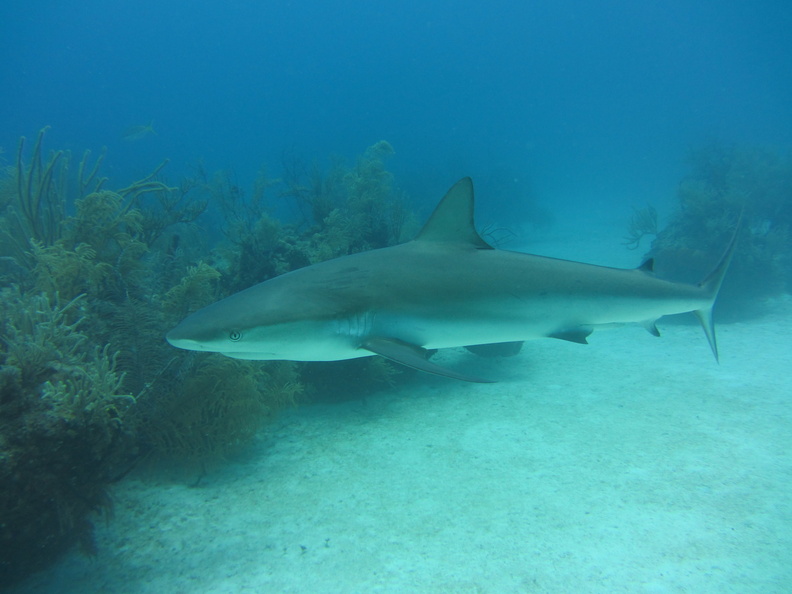 Carcharhinus perezi Bahamas Freeport 17072011-2