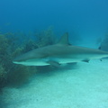 Carcharhinus perezi Bahamas Freeport 17072011-2