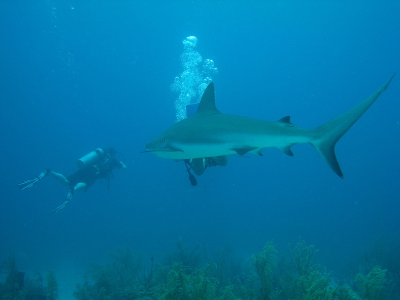 Carcharhinus perezi Bahamas Freeport 17072011-3