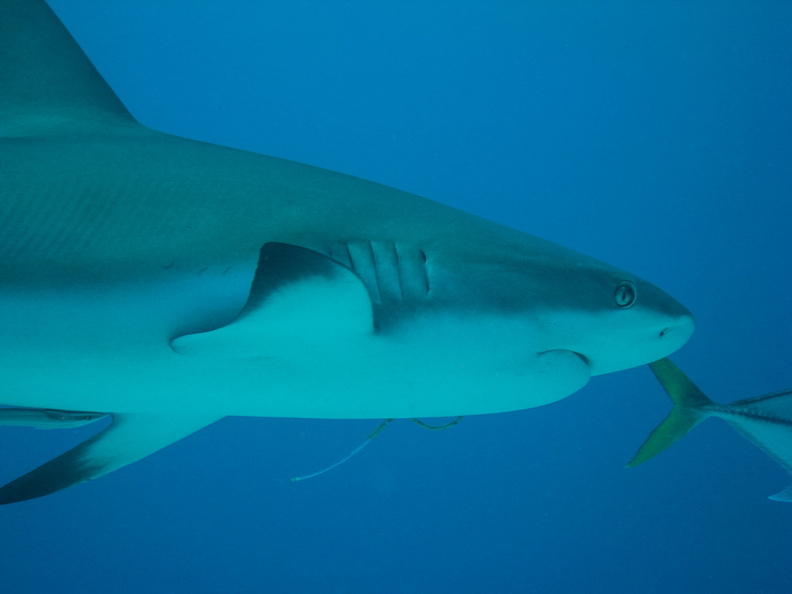 Carcharhinus perezi_Bahamas_Freeport_17072011-4.jpg
