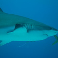 Carcharhinus perezi Bahamas Freeport 17072011-4
