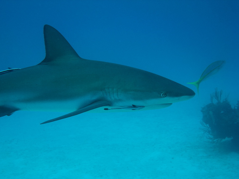 Carcharhinus perezi_Bahamas_Freeport_17072011-5.jpg