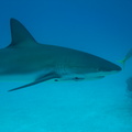 Carcharhinus perezi Bahamas Freeport 17072011-5