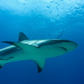 Carcharhinus perezi_Bahamas_Freeport_19072011.jpg