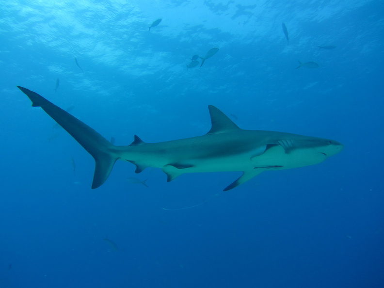 Carcharhinus perezi_Bahamas_Freeport_19072011-2.jpg