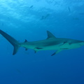 Carcharhinus perezi Bahamas Freeport 19072011-2