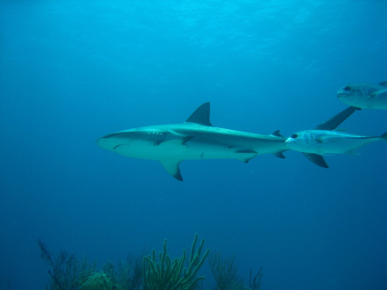 Carcharhinus perezi_Bahamas_Freeport_19072011-3.jpg