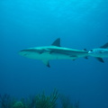 Carcharhinus perezi Bahamas Freeport 19072011-3