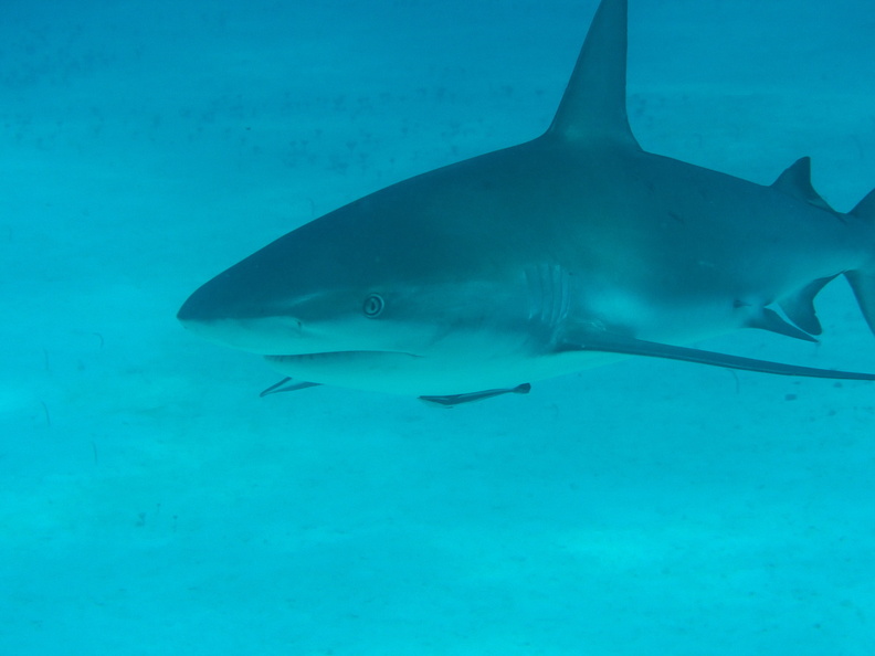 Carcharhinus perezi Bahamas Freeport 19072011-4