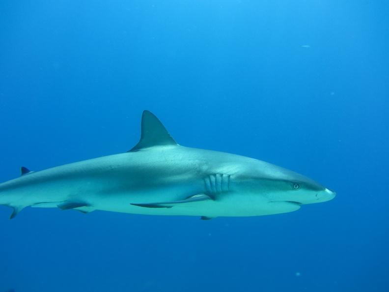 Carcharhinus perezi_Bahamas_Freeport_21072011.jpg