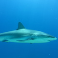 Carcharhinus perezi Bahamas Freeport 21072011