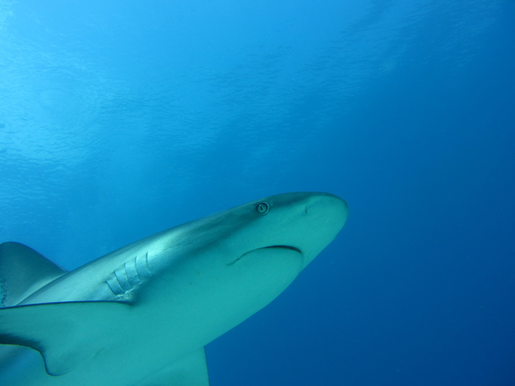 Carcharhinus perezi Bahamas Freeport 21072011-2