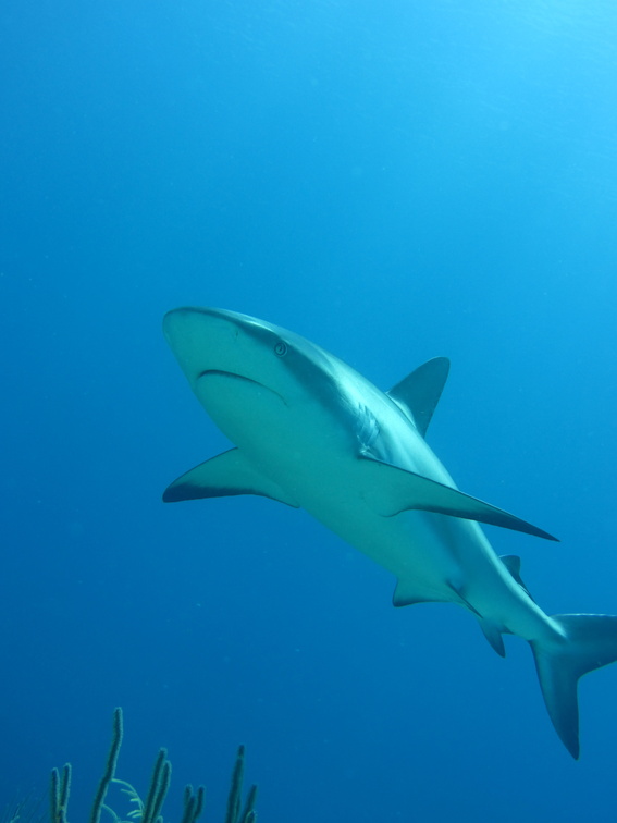 Carcharhinus perezi Bahamas Freeport 21072011-3