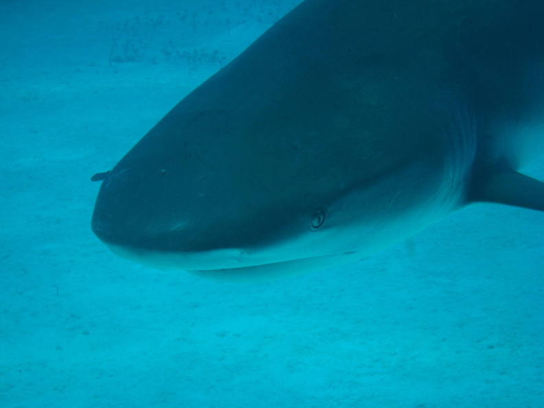 Carcharhinus perezi Bahamas Freeport 21072011-4