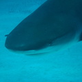 Carcharhinus perezi Bahamas Freeport 21072011-4
