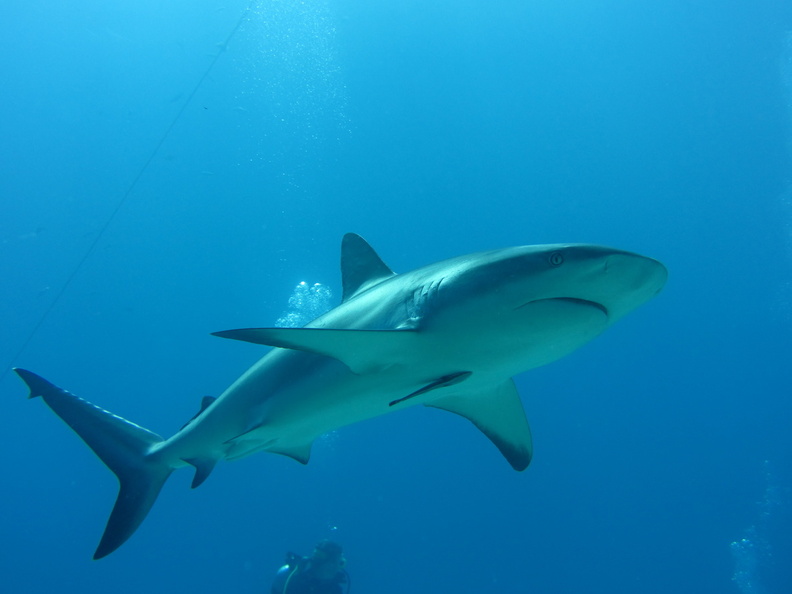 Carcharhinus perezi_Bahamas_Freeport_21072011-5.jpg