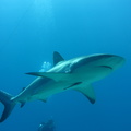 Carcharhinus perezi Bahamas Freeport 21072011-5
