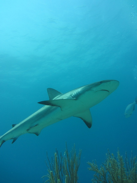 Carcharhinus perezi Bahamas Freeport 22072011