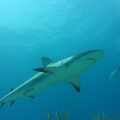 Carcharhinus perezi Bahamas Freeport 22072011