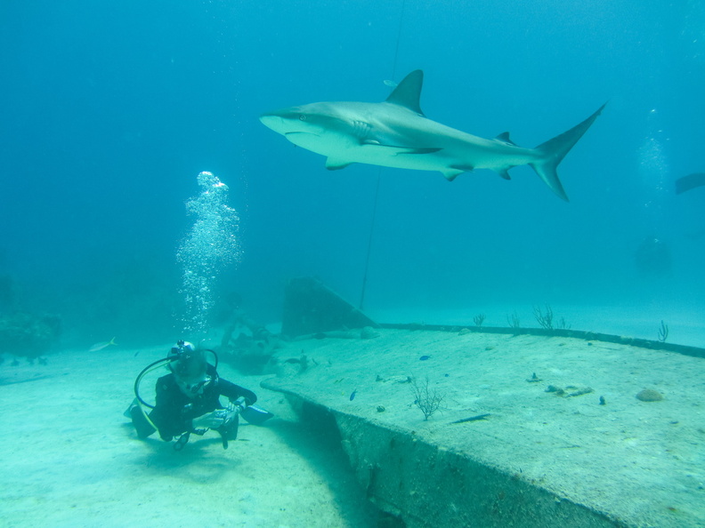 Carcharhinus perezi Bahamas Freeport 22072011-2