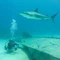 Carcharhinus perezi Bahamas Freeport 22072011-2