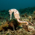 Hippocampus taeniopterus Indonésie Bali 24072017