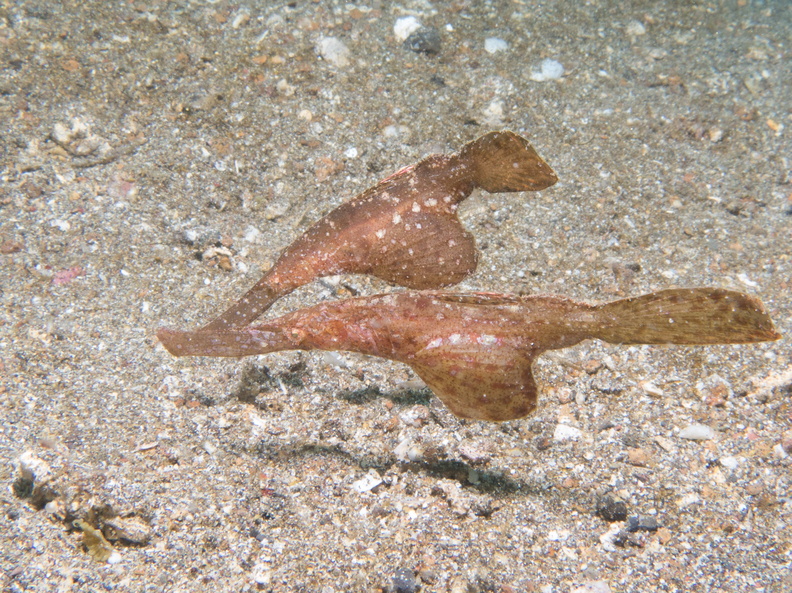 Solenostomus cyanopterus Indonésie Lembeh 16072017
