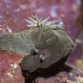 Glossodoris stellata Indonésie Siladen 21072019