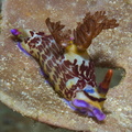 Nembrotha lineolata Indonésie Siladen 23072019-2