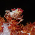 Hoplophrys oatesi Indonésie Siladen 22072019