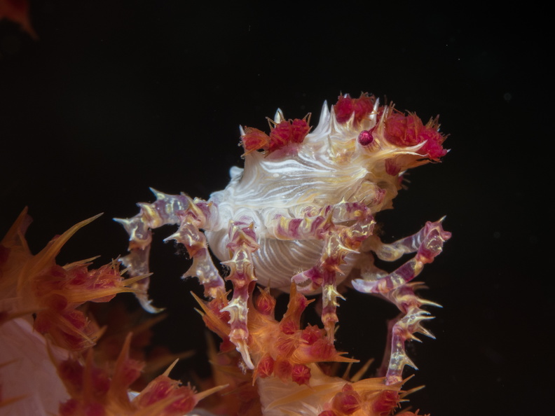 Hoplophrys oatesi_Indonésie_Siladen_22072019-2.jpg