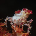 Hoplophrys oatesi Indonésie Siladen 22072019-2