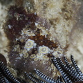 Hoplodoris estrelyado Indonésie Komodo 17072023-1